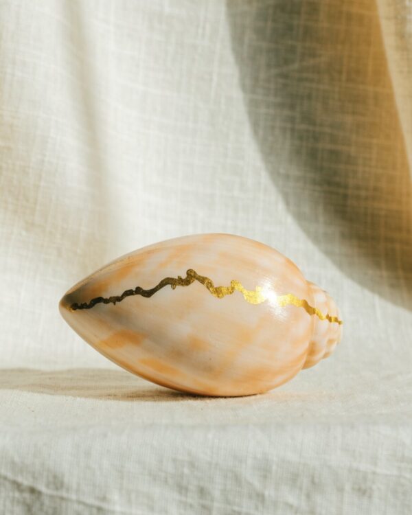 Golden Coastline Cowrie