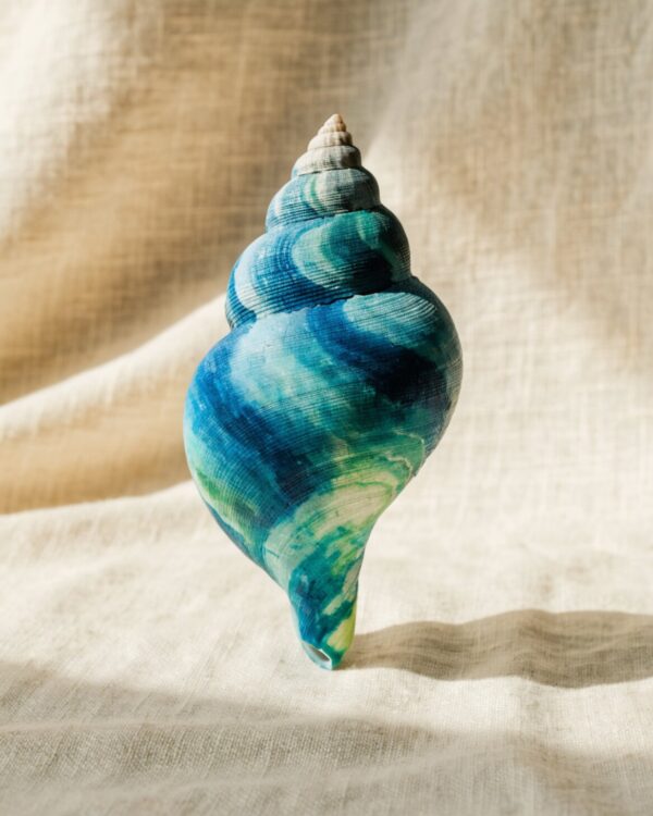Abstract Tide Pool Shell