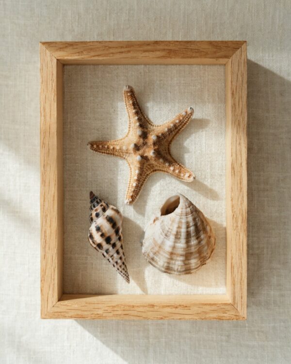 Starfish & Shell Framed Trio